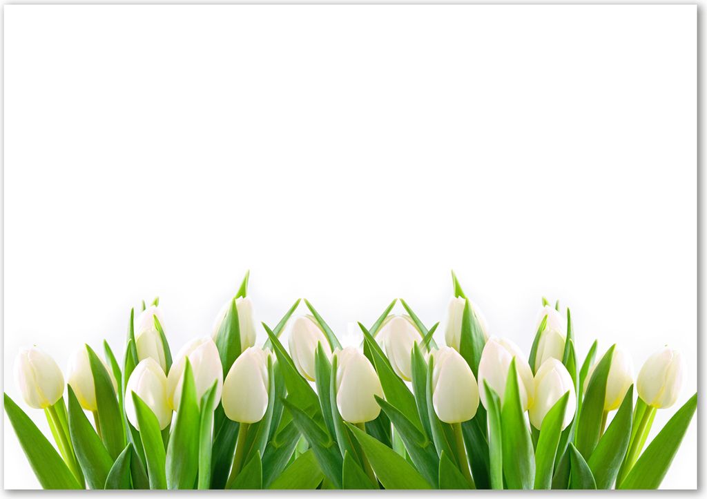 Tulup Glas-Bild - 100 x 70 - Wandbild aus Glas - Wandkunst - Wandbild hinter gehärtetem Sicherheitsglas - Blumen & Pflanzen - Weiße Tulpen - Grün