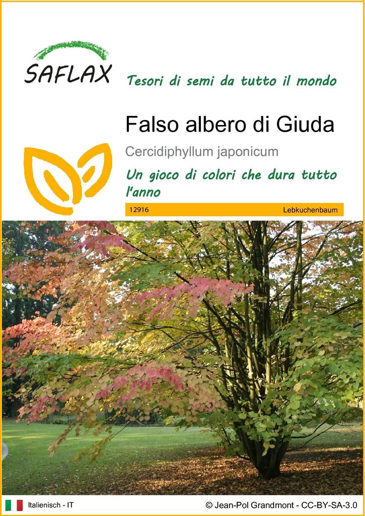 SAFLAX  - Falso albero di Giuda - 200 semi - Cercidiphyllum Immagine del prodotto 