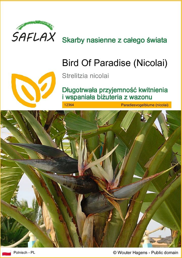 SAFLAX - Bird Of Paradise (Nicolai) - 5 Nasiona - Zdjęcie produktu 