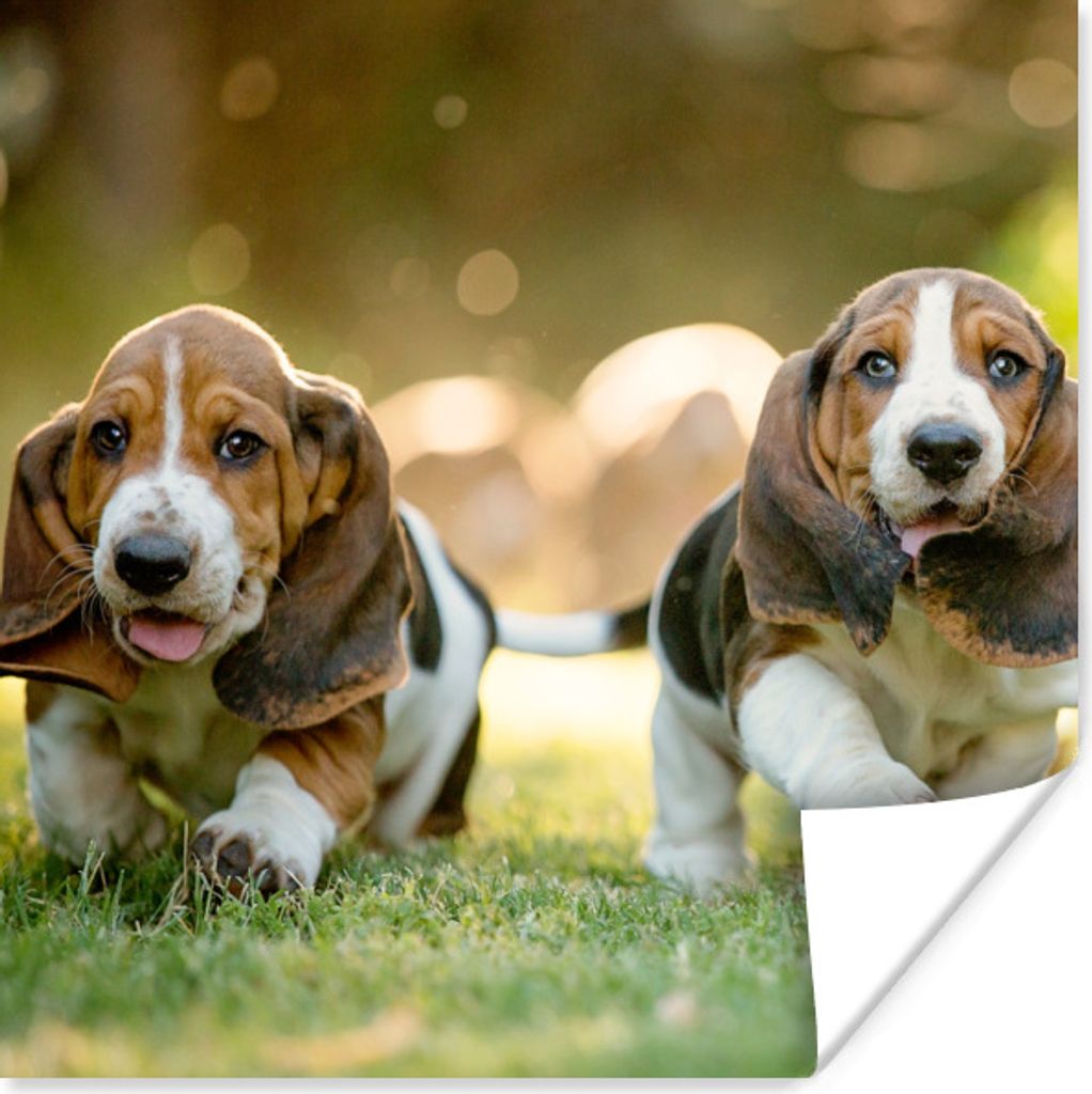 MuchoWow Poster Welpen rennen durch das Gras 100x100 cm - Babyzimmer