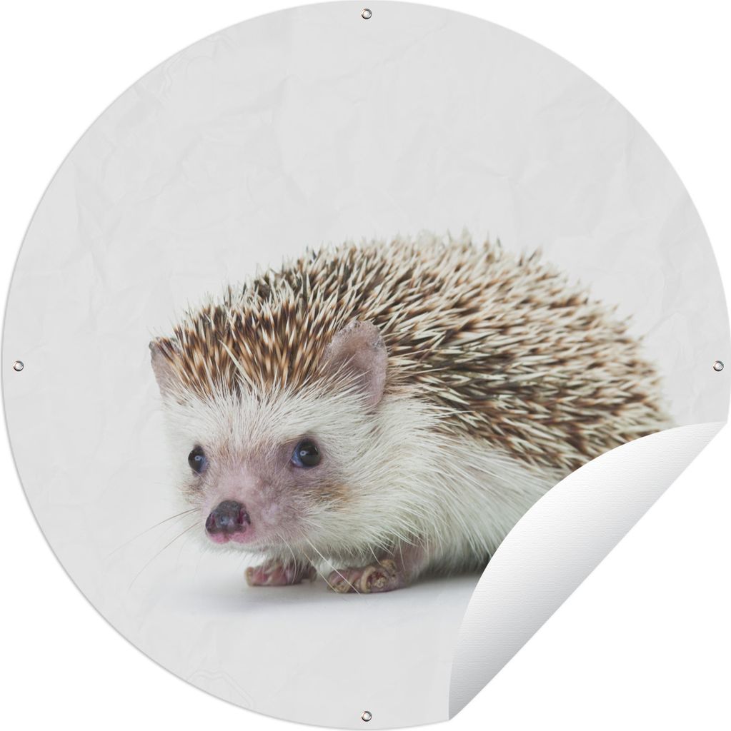 MuchoWow Gartenposter Outdoor-Poster Rund Igel - Tiere - Weiß Ø 60 cm Gartendeko Rundes Poster draußen