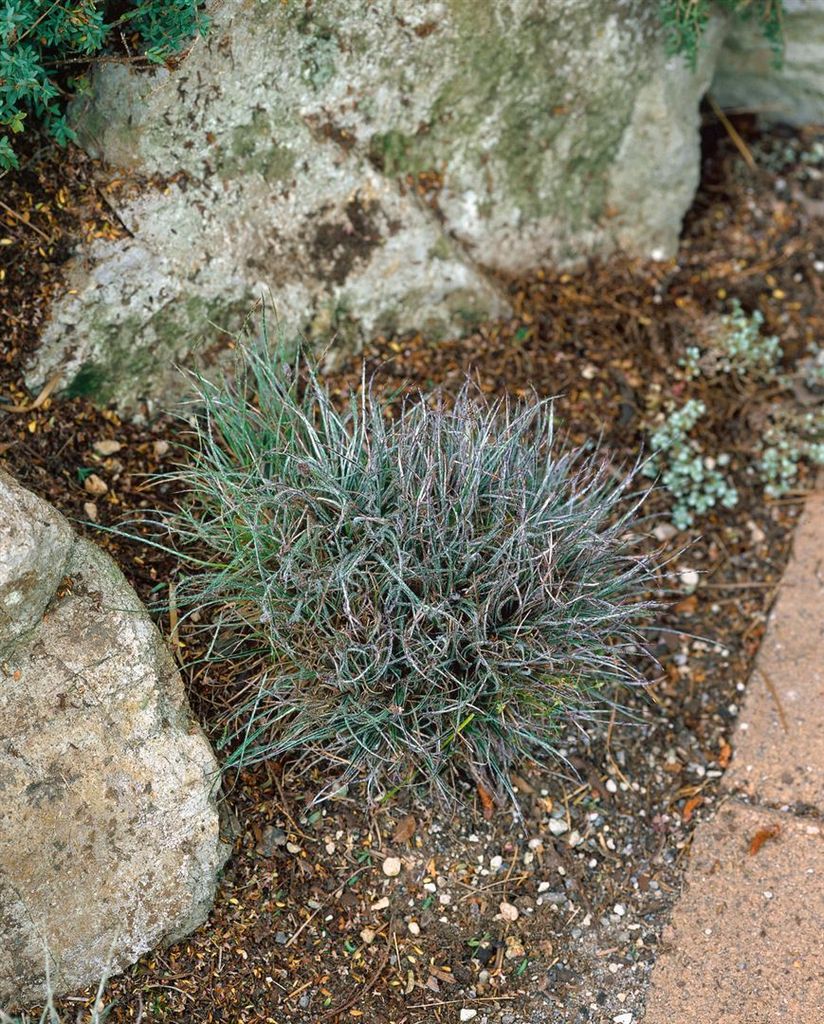 Luzula pilosa, Waldmarbel, ca. 9x9 cm Topf, immergrün
