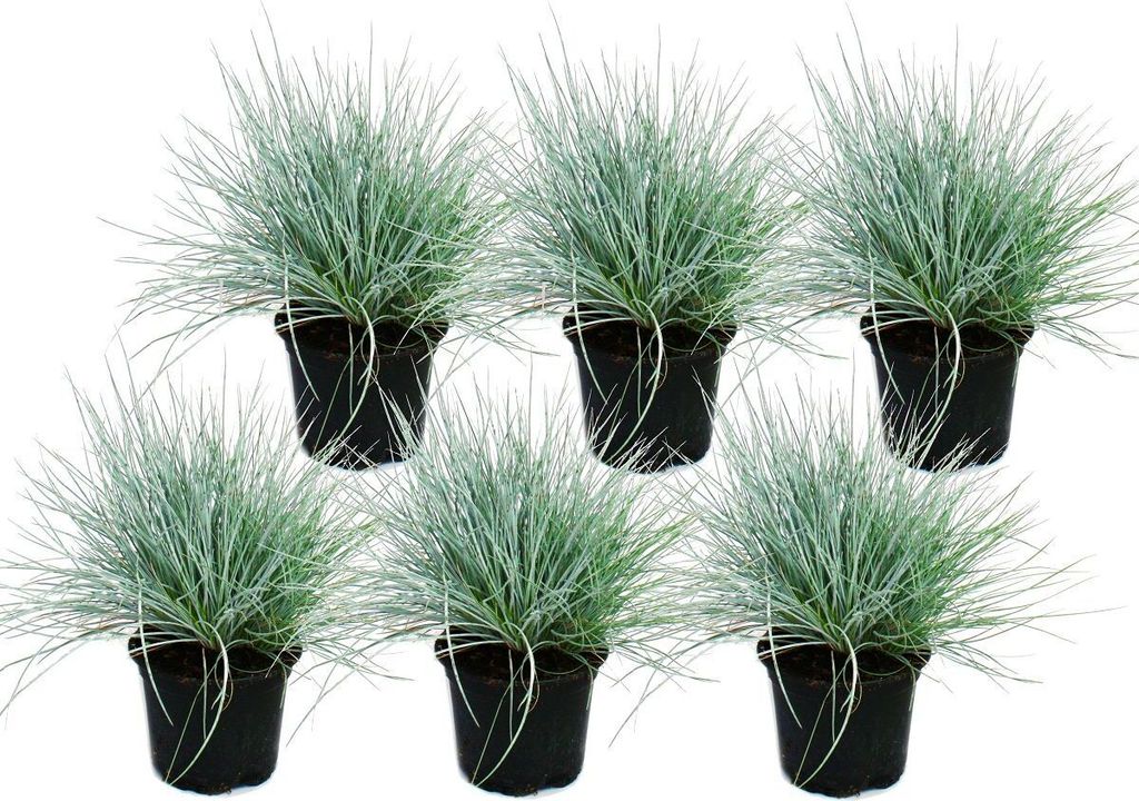 Kostrzewa niebieska - Festuca glauca - Zestaw 6 roslin - Zdjęcie produktu 