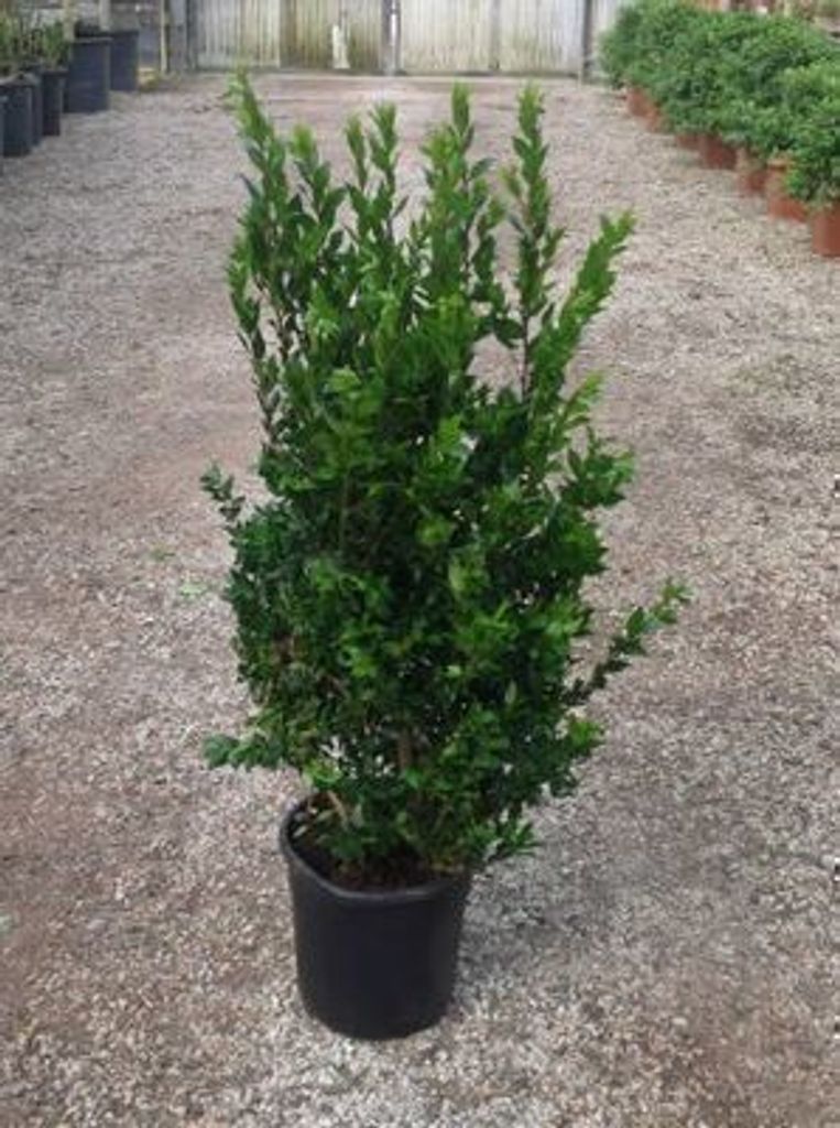 Myrtus communis - mirt pospolity 60-80 cm - pojemnik Zdjęcie produktu 