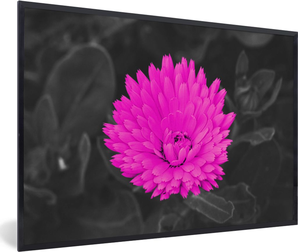 MuchoWow MuchoWow Gerahmtes Poster Blumen - Aquarell - Rosa 60x40 cm - Poster mit zchwarzem Bilderrahmen - Printing - Wanddeko Schlafzimmer