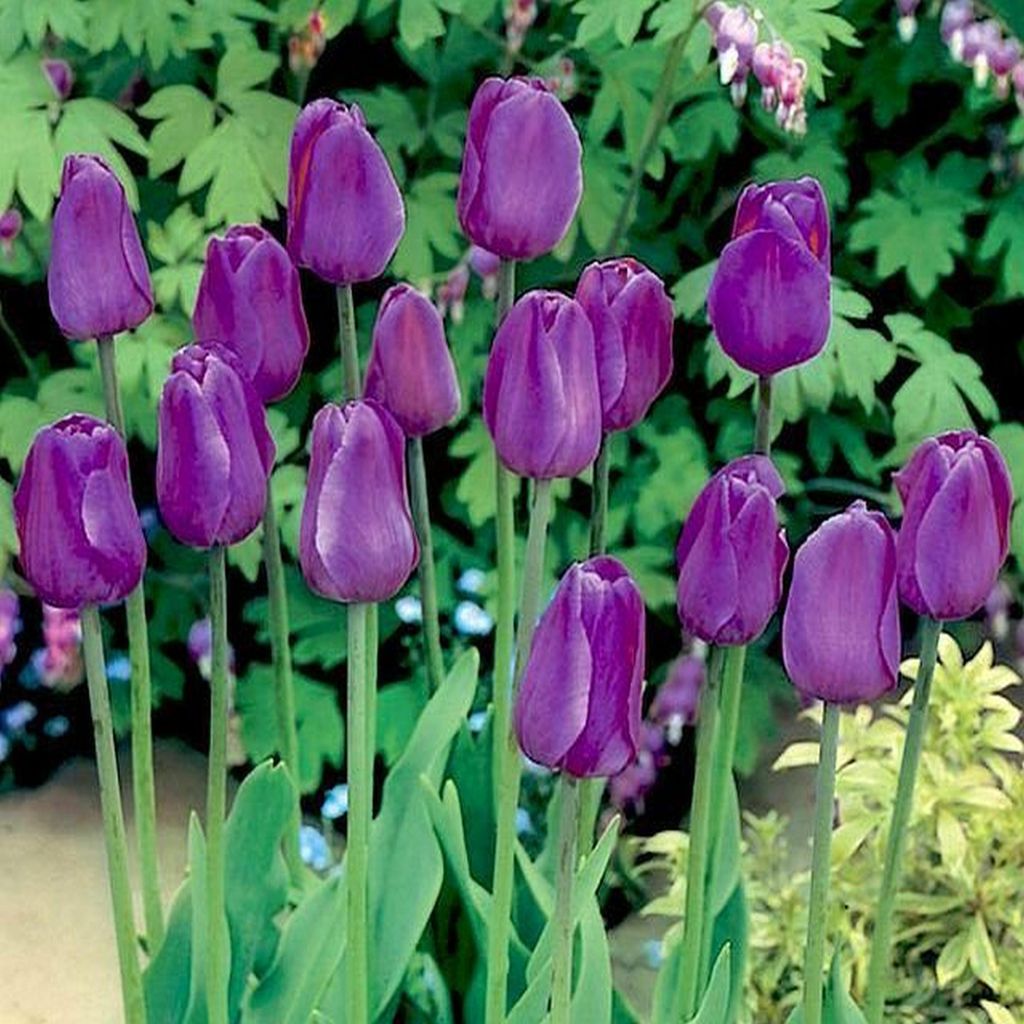 Tulipes Bulbes de fleurs Fleurs Violet Tulipe 5 pc. Image du produit 