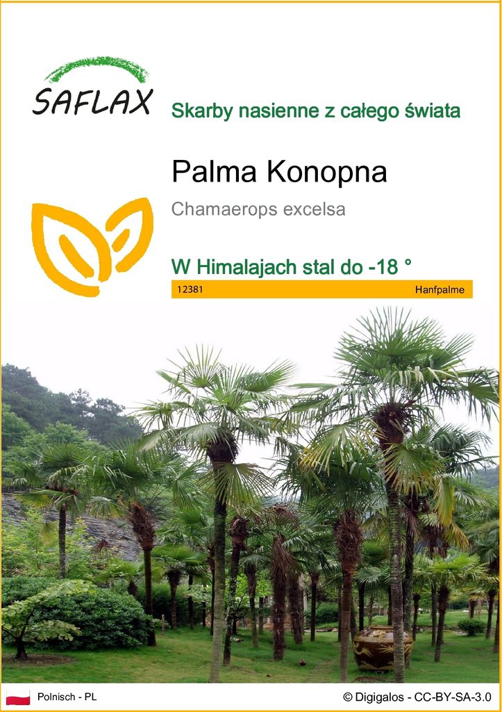 SAFLAX - Palma Konopna - 10 Nasiona - Chamaerops excelsa Zdjęcie produktu 