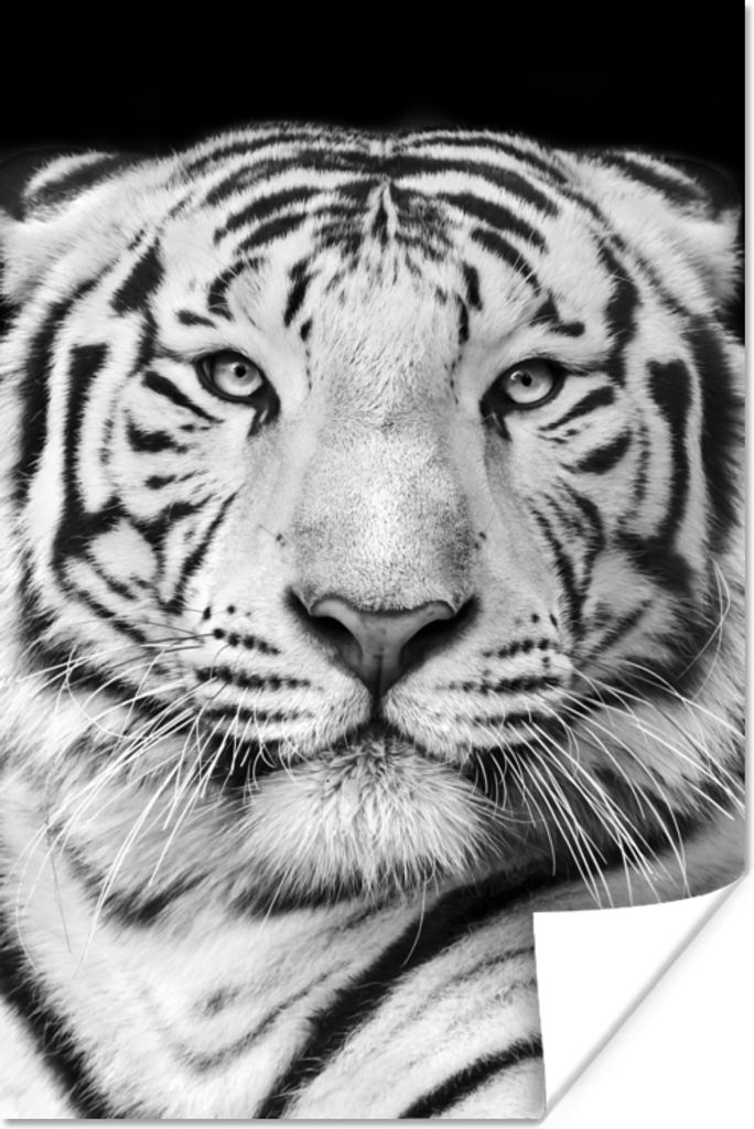 MuchoWow Poster Tiger - Schwarz - Weiß - Porträt - Tiere 60x90 cm - Wanddekoration