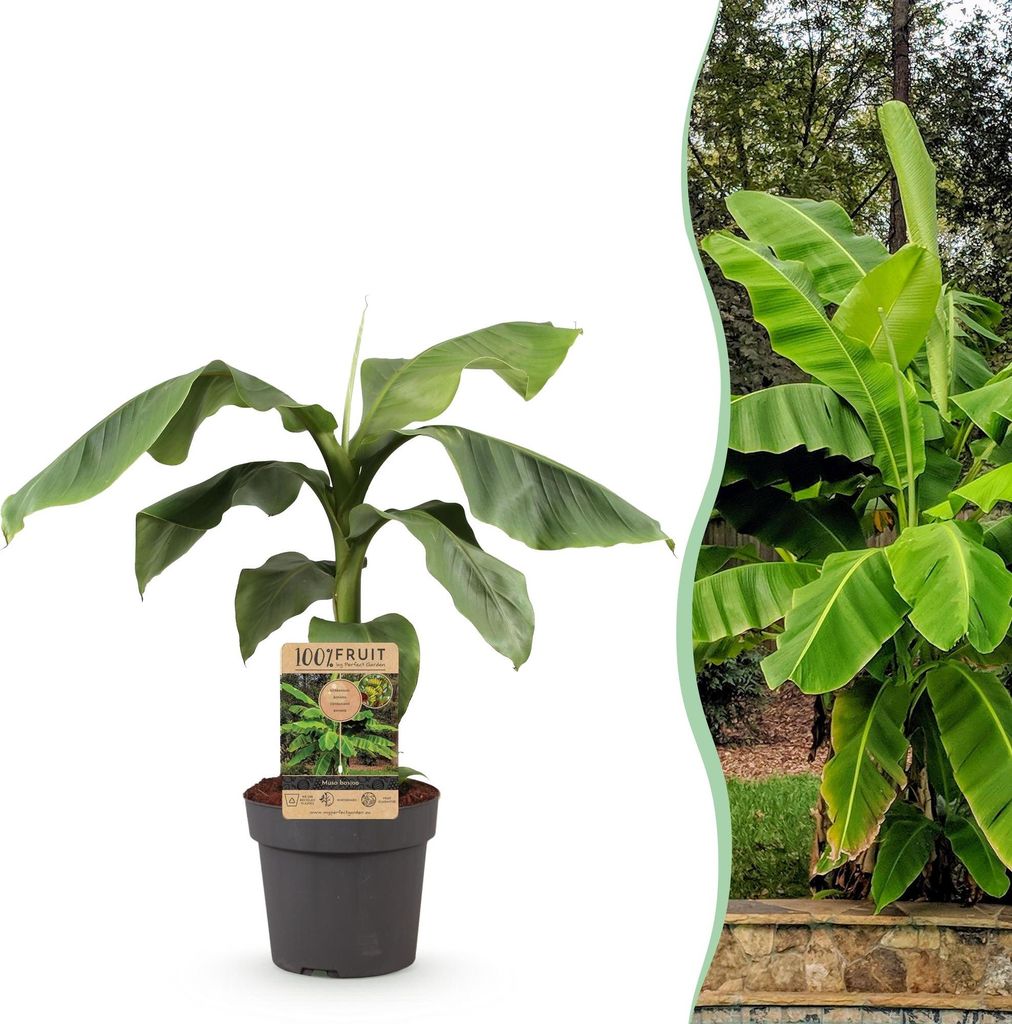 Green boutiQ - Plante fruitière - Musa basjoo - Bananiers - Image du produit 