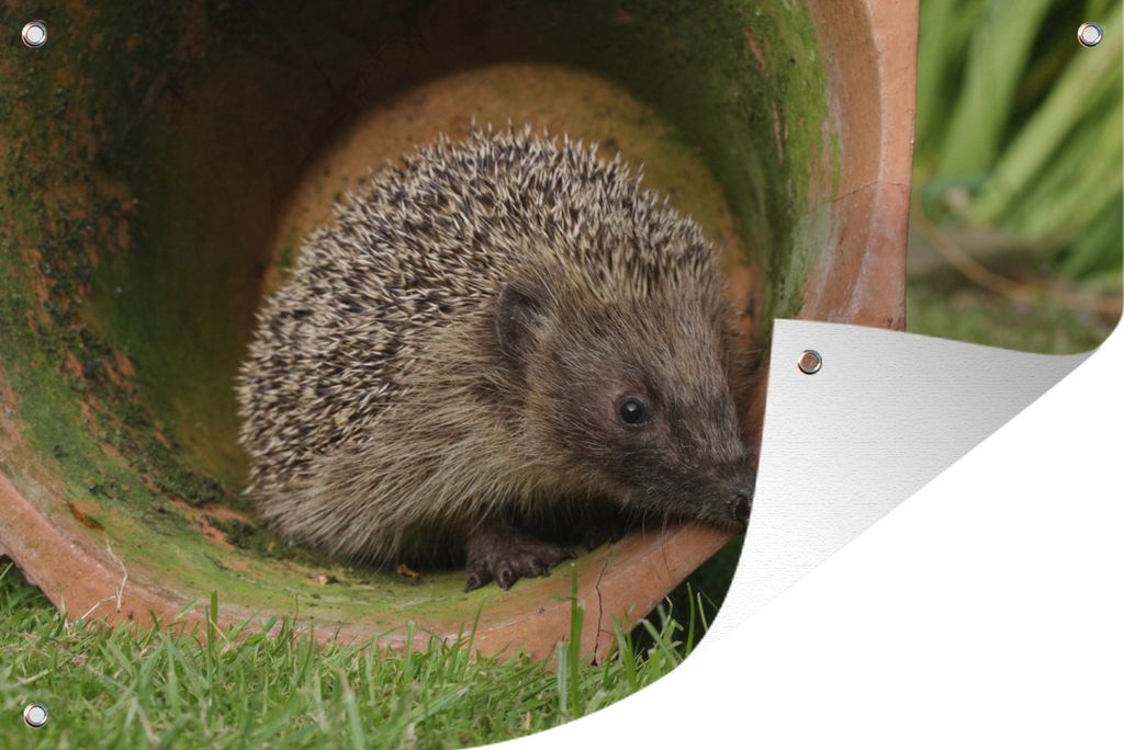 MuchoWow 120x80 cm Outdoor-Poster Gartendeko Sichtschutz Garten Poster für den Garten Igel im Einmachglas