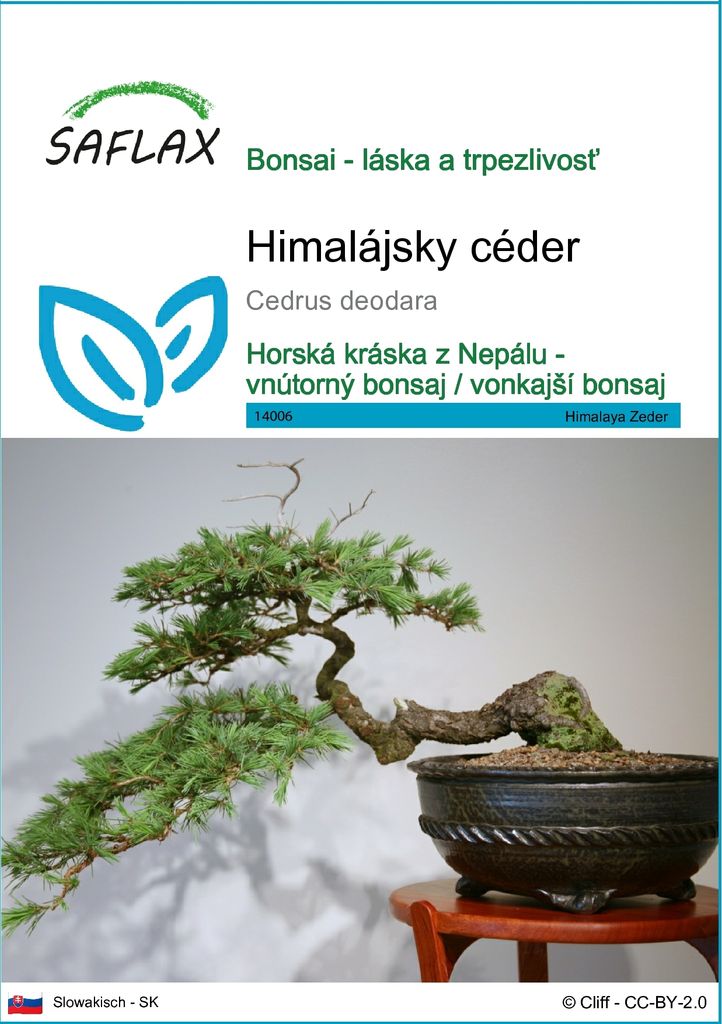 SAFLAX - himalájsky céder - Cedrus deodara - 35 Semená Obrázok produktu 