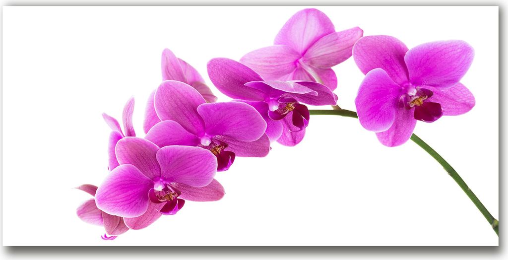 Tulup Küchenrückwand Spritzschutz aus Glas -100x50 -Spritzschutz auf gehärtetes GlasDeko Blumen & Pflanzen Rosa Orchidee