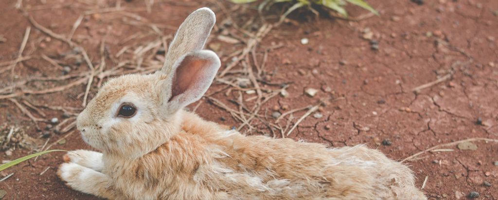 hansepuzzle 87266 - Kaninchen Panorama-Puzzle 2000 Teile | Tierwelt Puzzle, 2028 Teile, Tierwelt, 60,0 x 46,0cm mit hochwertiger Aufbewahrung, Kart...