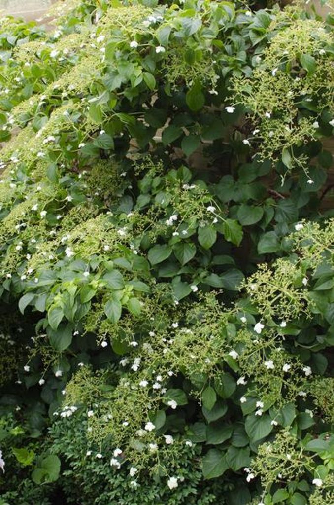 Kletter-Hortensie Hydrangea petiolaris Ø15cm 65cm winterhart Kletterpflanze