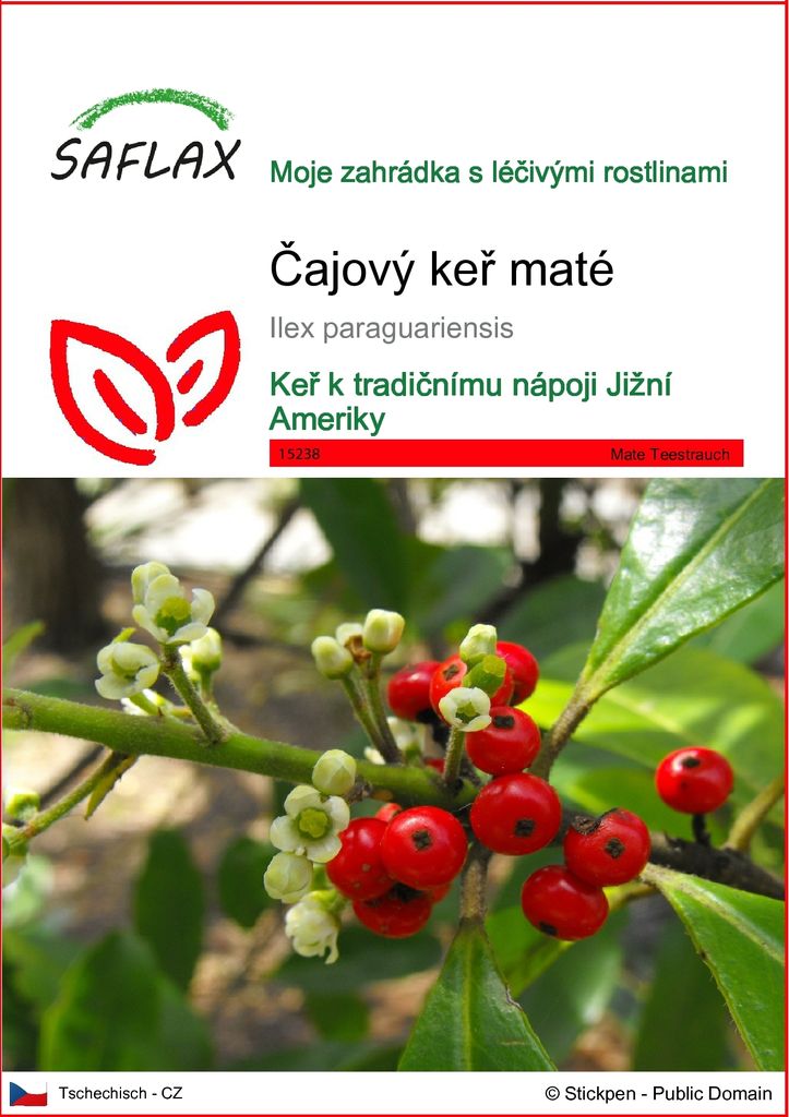 SAFLAX - Čajový keř maté - Ilex paraguariensis - 10 Semena Obrázek produktu 