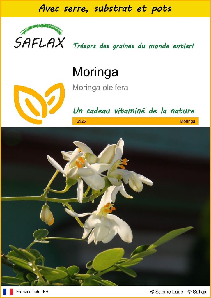 SAFLAX Ensemble de culture - Moringa - 10 graines - Moringa Image du produit 