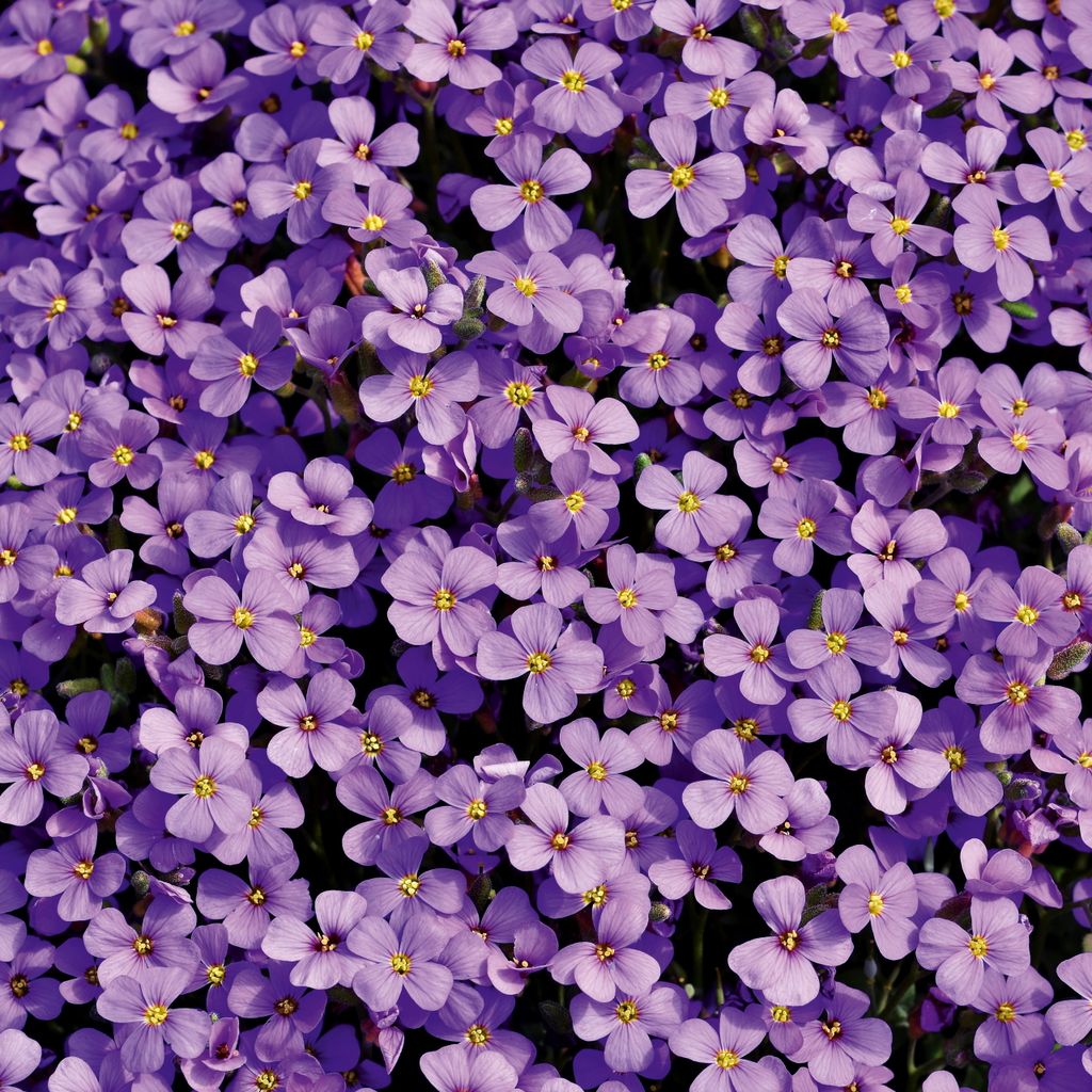 Blaukissen Violett Samen - Aubrieta cultorum - Produktbild 5