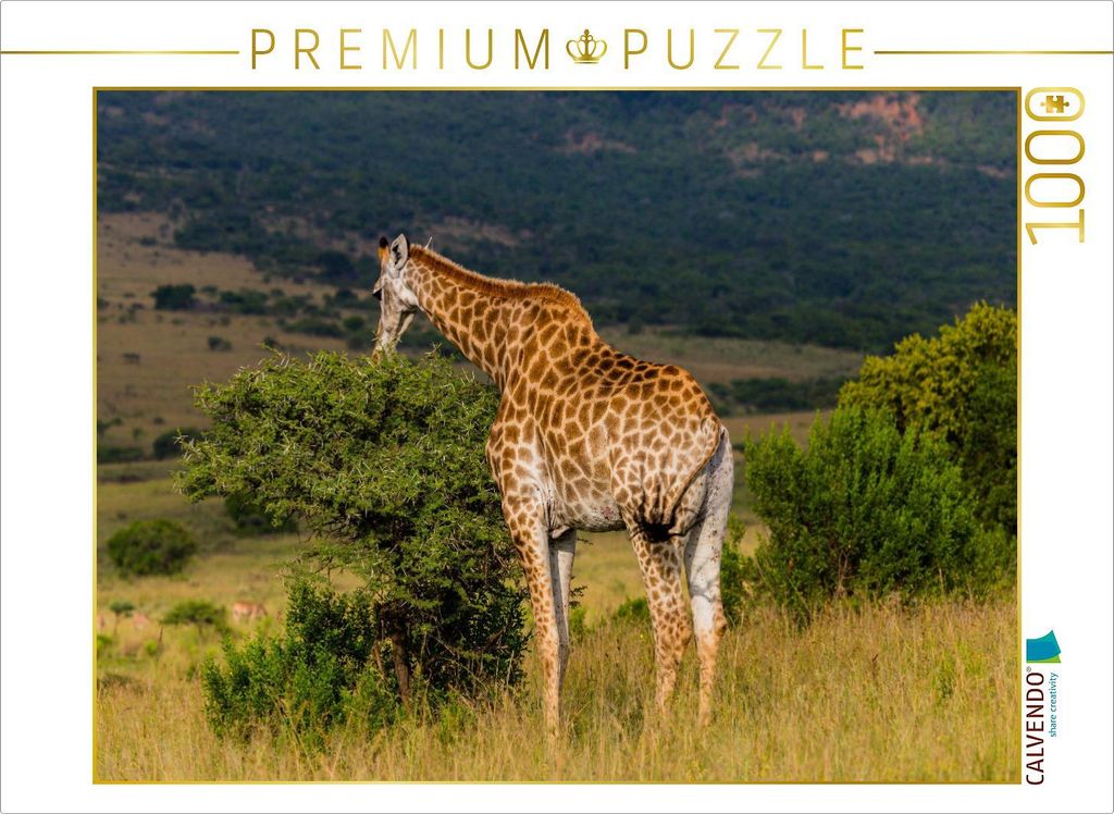 CALVENDO Puzzle Von oben her wird gefressen, Ihtala Game Reserve, Südafrika | 1000 Teile Lege-Größe 64x48cm Foto-Puzzle für glückliche Stunden