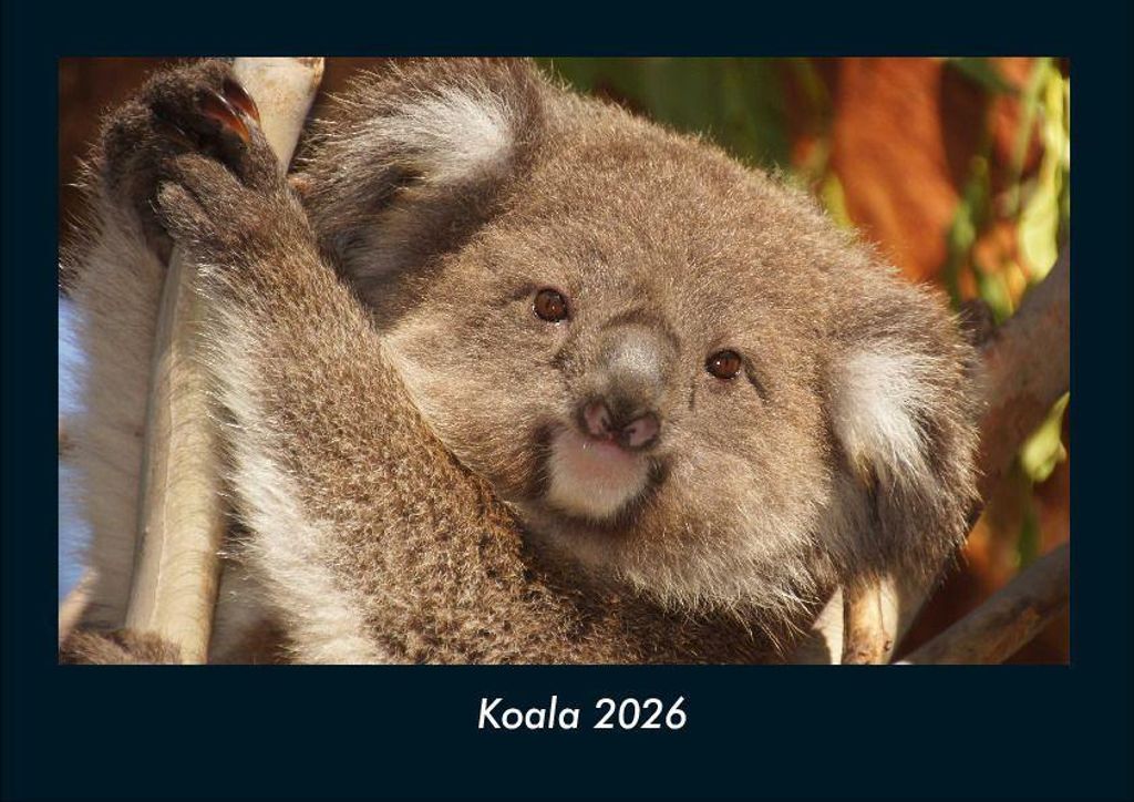 Koala 2026 Fotokalender - Querformat DIN A4, Monatskalender mit Bild-Motiven von Haustieren, Bauernhof, wilden Tieren und Raubtieren