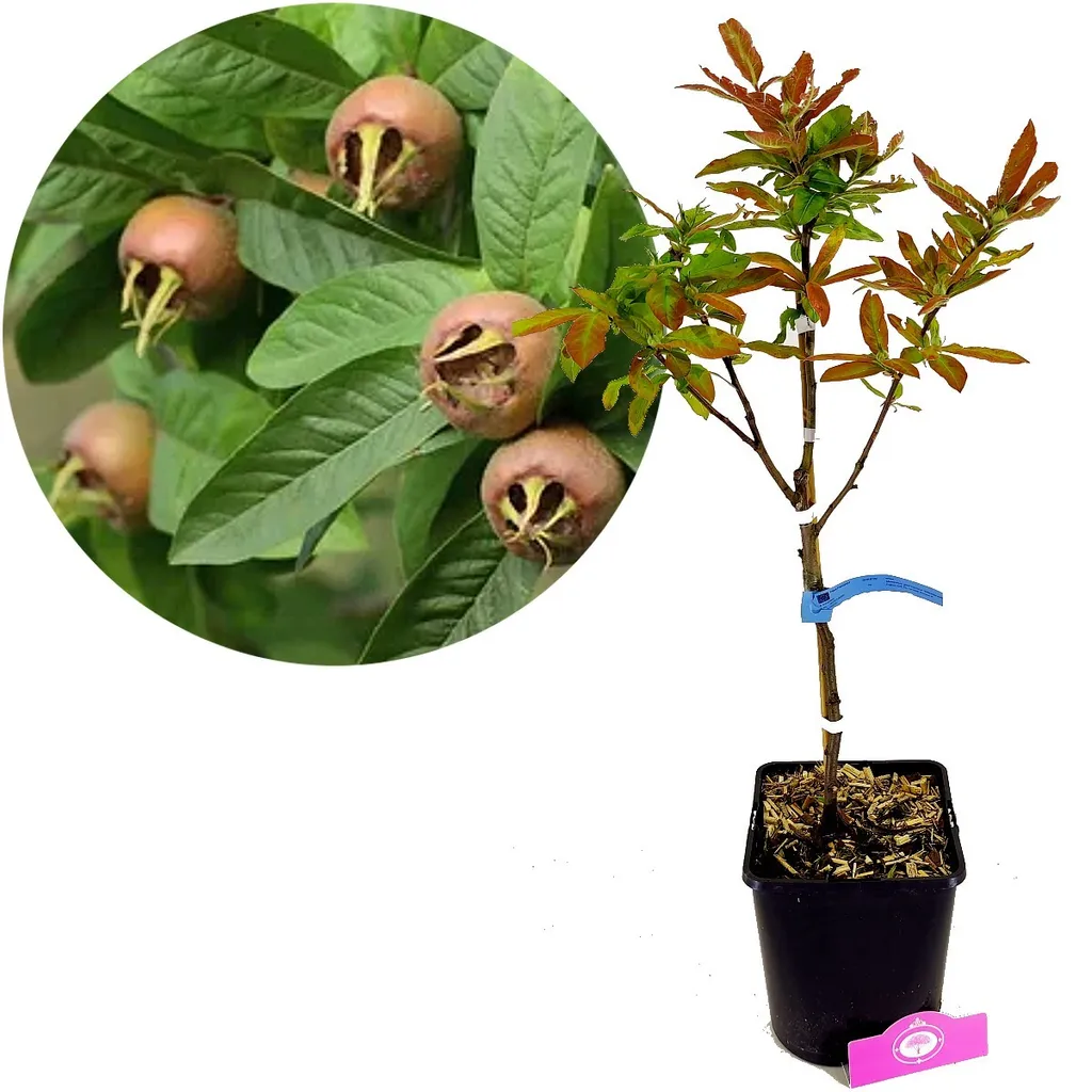 Néflier Westerveld : Arbre fruitier rustique en conteneur de 5L