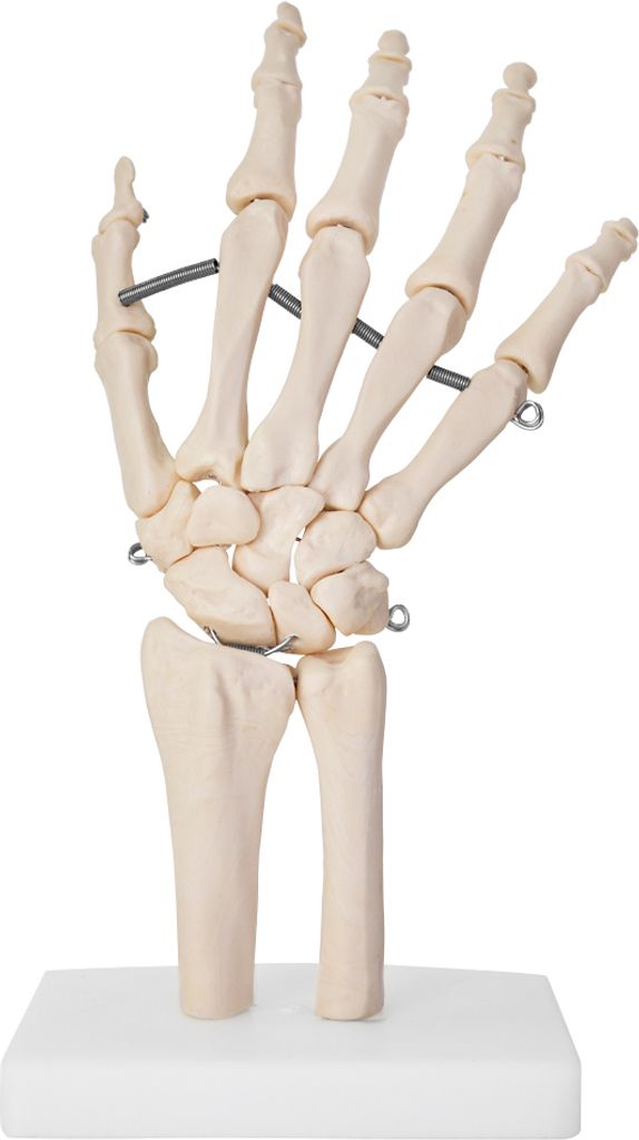 Anatomie Skelett Mensch Modell Lebensgroß Skelett Hand Produktbild 2