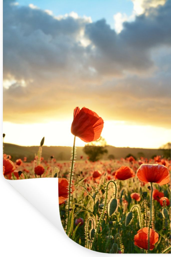 MuchoWow Wandtattoo Wandsticker Wandaufkleber Bunter Himmel über vielen Mohnblumen 20x30 cm Selbstklebend und Repositionierbar - Sticker - Dekor...