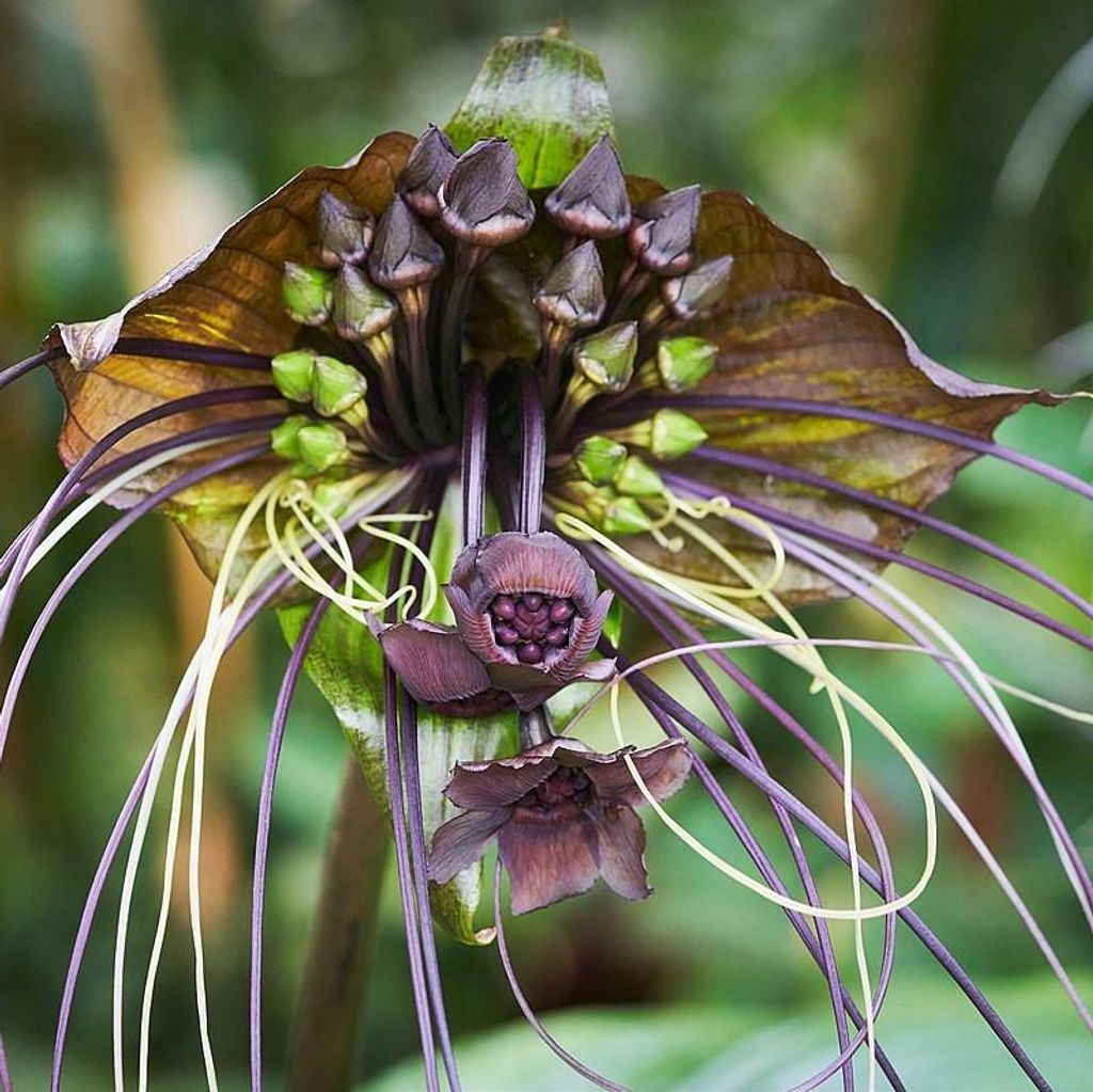 Kwiat nietoperza (Tacca chantrieri)  – 10 nasion Zdjęcie produktu 