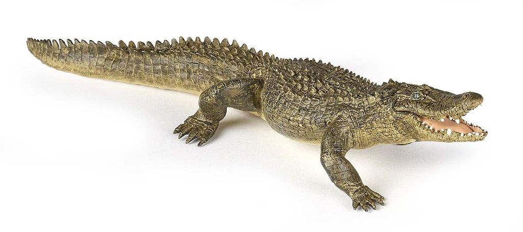 Papo Alligator, 3 Jahr(e), Wild animal kingdom, Grün, PVC Produktbild 