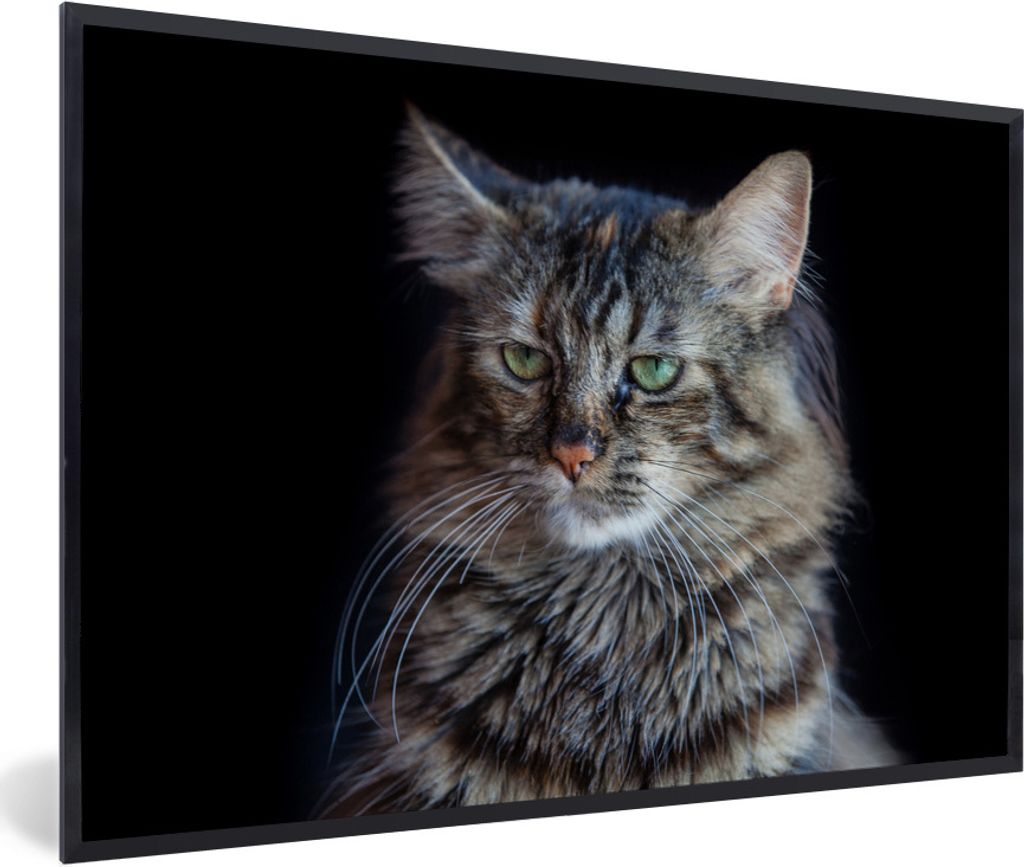 MuchoWow Gerahmtes Poster Maine Coon Katze mit schwarzem Hintergrund 30x20 cm - Poster mit Schwarzem Bilderrahmen Wandposter Rahmen Foto Bilder -...