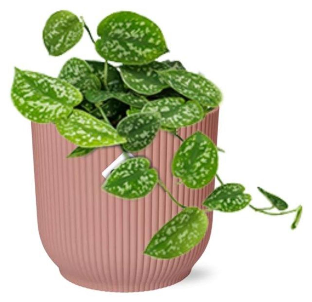 Scindapsus Pictus 'Argyraeus' in ELHO Vibes Fold rosa - 20cm - Ø14cm - Zimmerpflanze - Immergrün