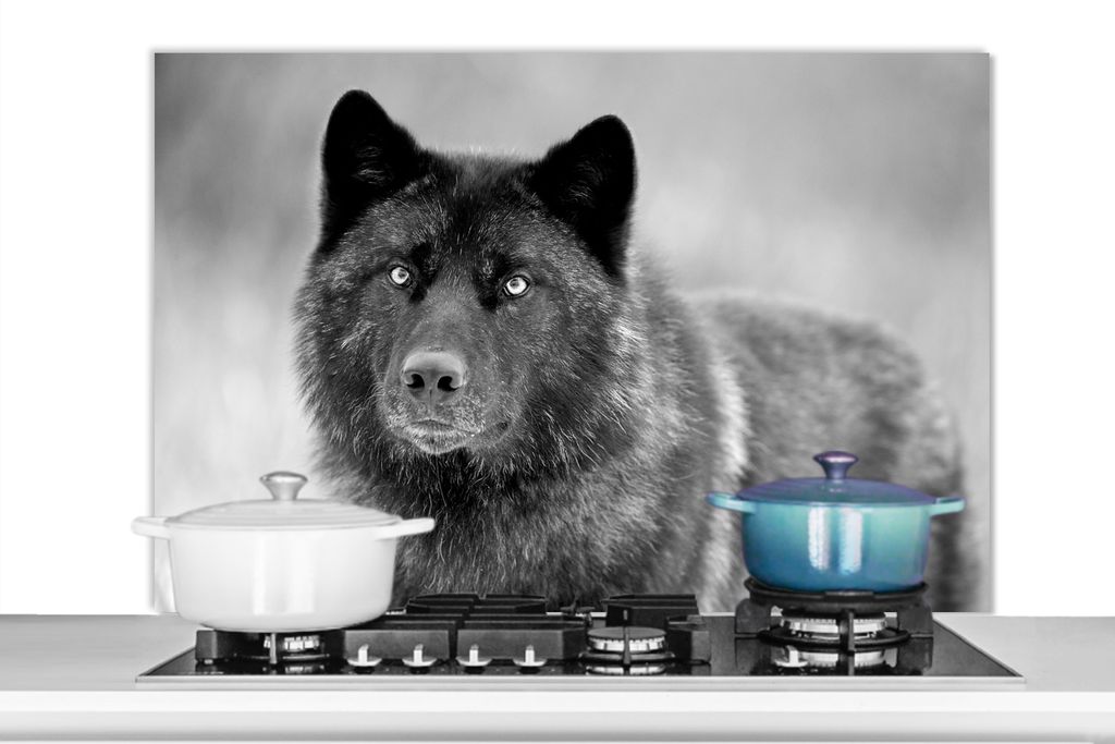 KitchenYeah Spritzschutz Küche - Küchenrückwand - Wandschutz für Herd und Spüle - Wolf - Nahaufnahme - Schwarz - Weiß 100x65 - Alu-Dibond (...
