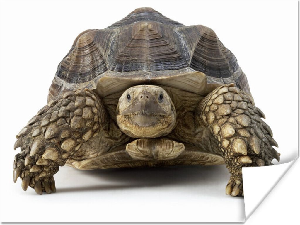 MuchoWow Poster Schildkröte - Tiere - Weiß 80x60 cm - Kunst für zu Hause