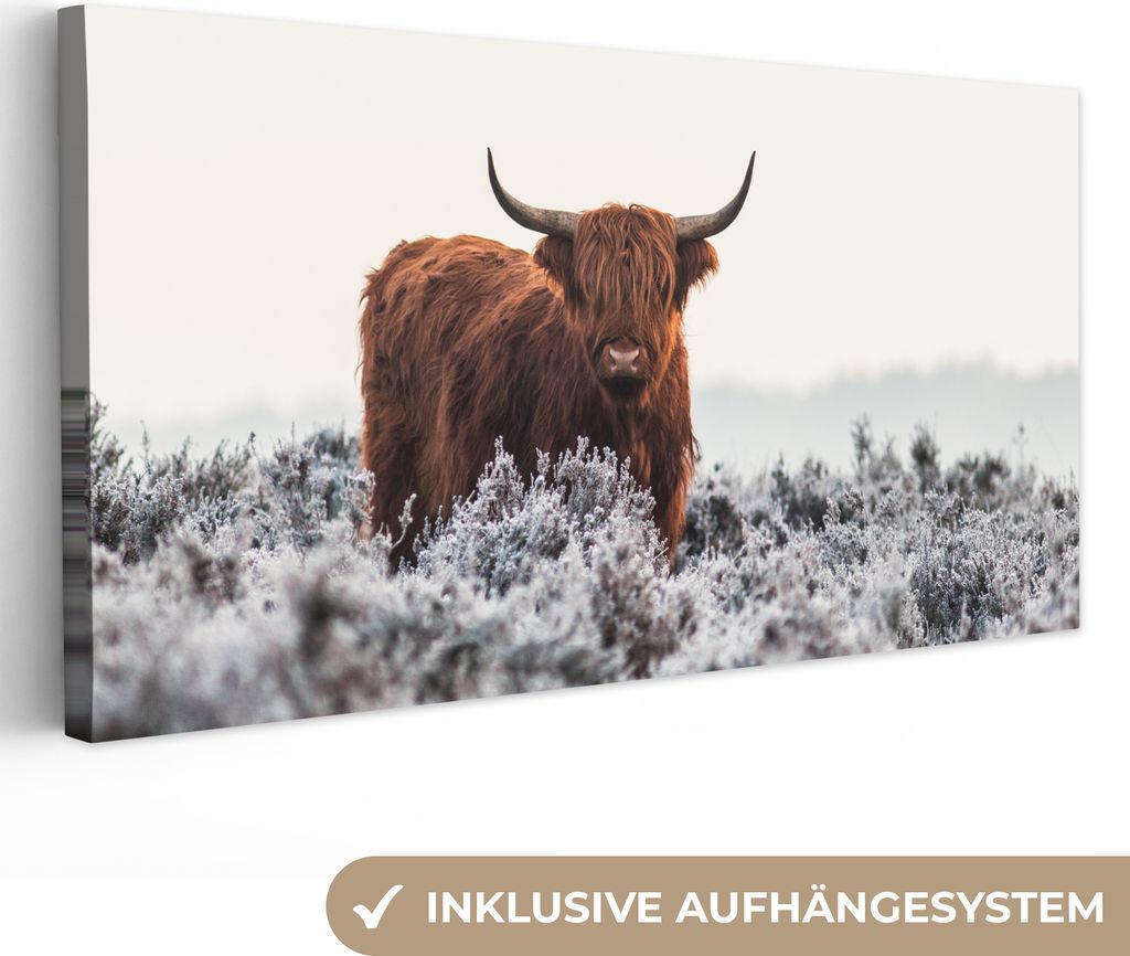 MuchoWow - Leinwandbilder - Schottischer Hochländer - Tier - Natur - Weiß, Wandbild, Wanddeko Bilder Wohnzimmer, 80x40 cm