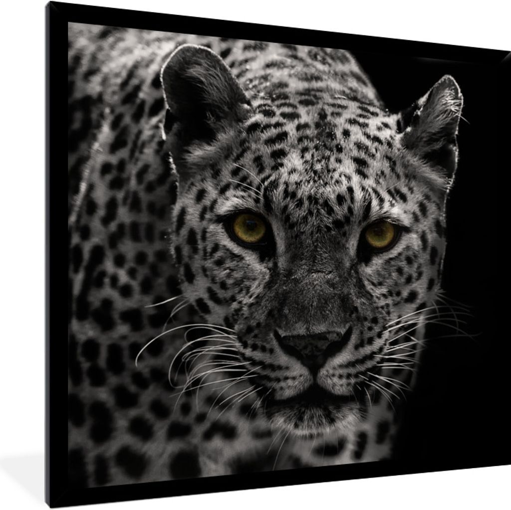 MuchoWow Gerahmtes Poster Schwarz-Weiß-Foto eines farbigen Leoparden 40x40 cm - Poster mit Schwarzem Bilderrahmen Wandposter Rahmen Foto Bilder ...