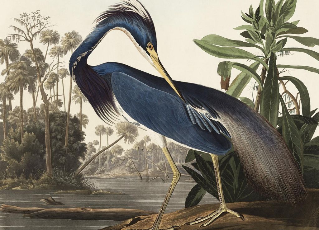 Poster 18x13cm Louisiana-Eskorte, J.J. Audubon Vintage für das Wohnzimmer