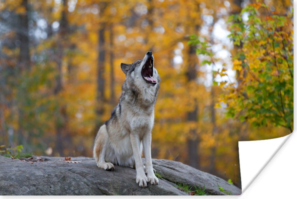 MuchoWow Poster Wolf - Stein - Wald - Herbst 30x20 cm - Plakate - Print