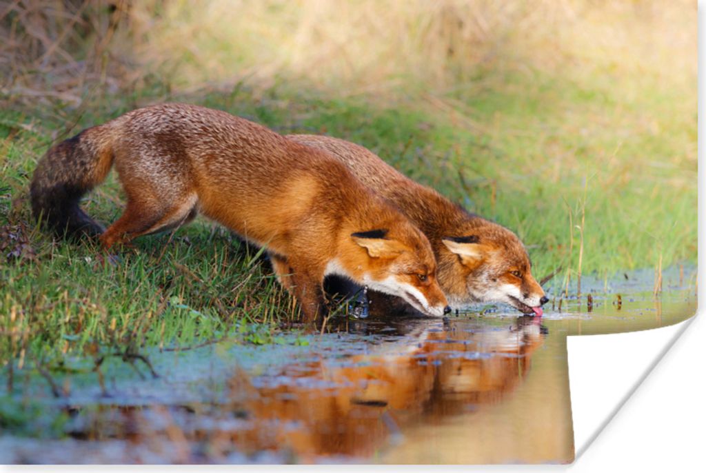 MuchoWow Poster Füchse - Trinken - Wasser 120x80 cm - Bilder