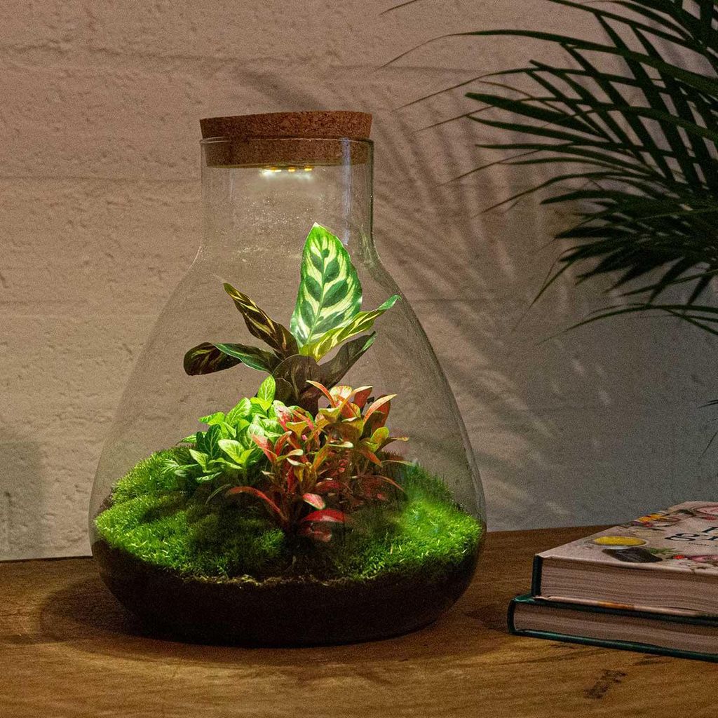 Urbanjngl Sam Calathea giardino in bottiglia con lampada - Immagine del prodotto 