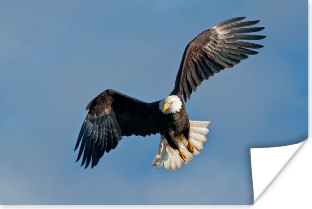 MuchoWow Poster Ein amerikanischer Weißkopfseeadler am blauen Himmel 60x40 cm - Schlafzimmerdekoration