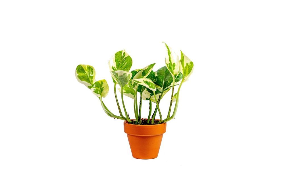 Gardners Epipremnum N Joy, priemer 6 cm Obrázok produktu 