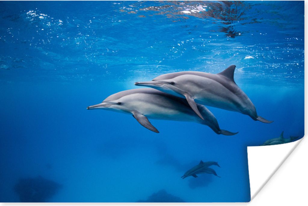 MuchoWow Poster Delfin - Meer - Ägypten 120x80 cm - Bilder