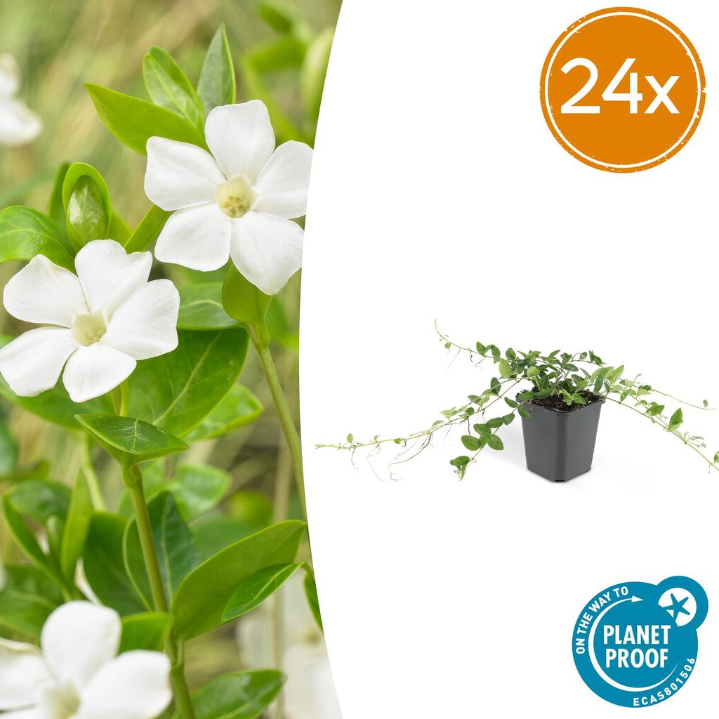 Vinca minor ‘Alba’ – 24 Pflanzen – 10-25cm – Ø9cm – Bodendecker – Weiße Blüten – Sonne & Schatten – Pflegeleicht & Robust