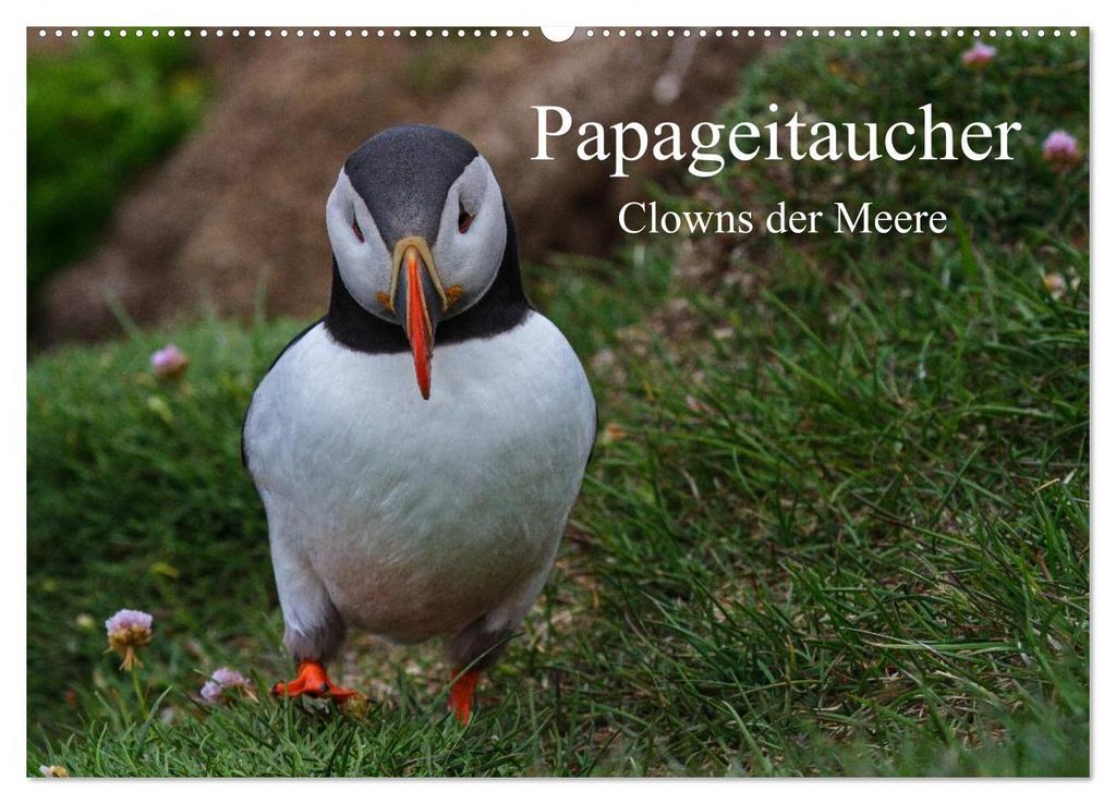 Papageitaucher Clowns der Meere (Wandkalender 2027 DIN A2 quer), CALVENDO Monatskalender