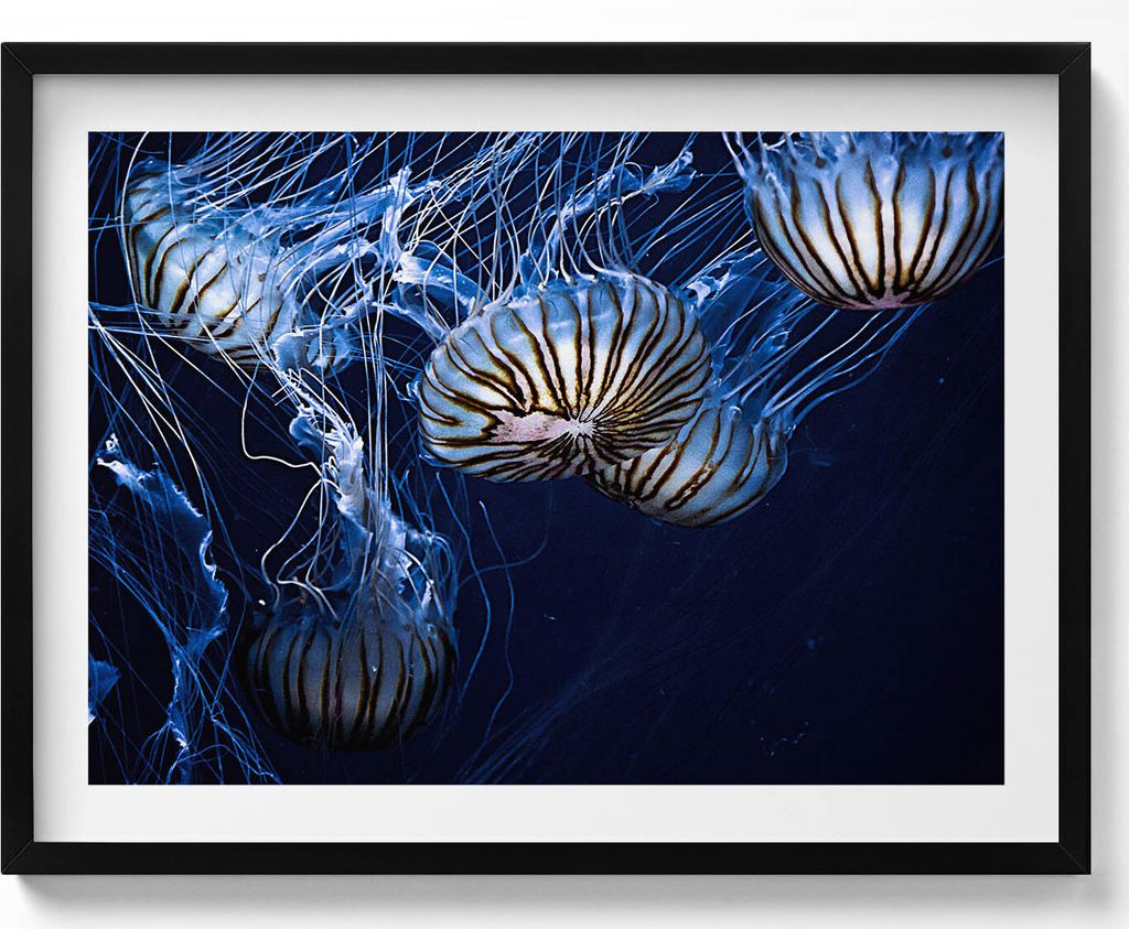Blaue Quallen im Wasser– Wandbild mit Rahmen – Gerahmtes Bild – Wanddekoration – 80x60 cm – Schwarz Rahmen