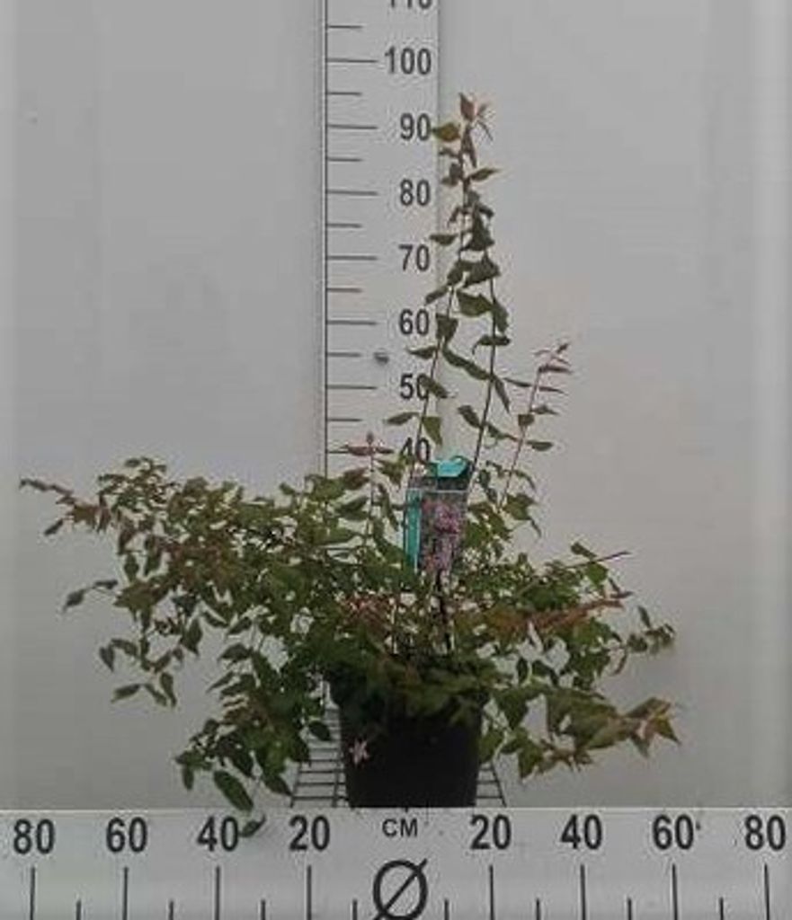Kolkwitzia amabilis 'Pink Cloud' - Perlmuttstrauch 30- 50 cm - Container