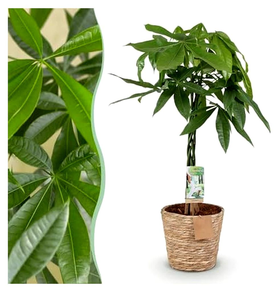 Pachira Aquatica geflochtener Stamm - Geldbaum - Pflegeleicht - mit Korb - Grün - 80-90 cm - Ø 21 cm - Zimmerpflanze - Immergrün