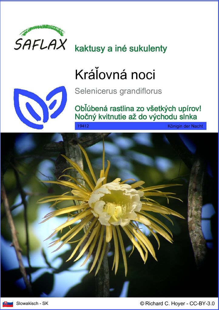 SAFLAX - Kráľovná noci - Selenicerus grandiflorus - 40 Obrázok produktu 