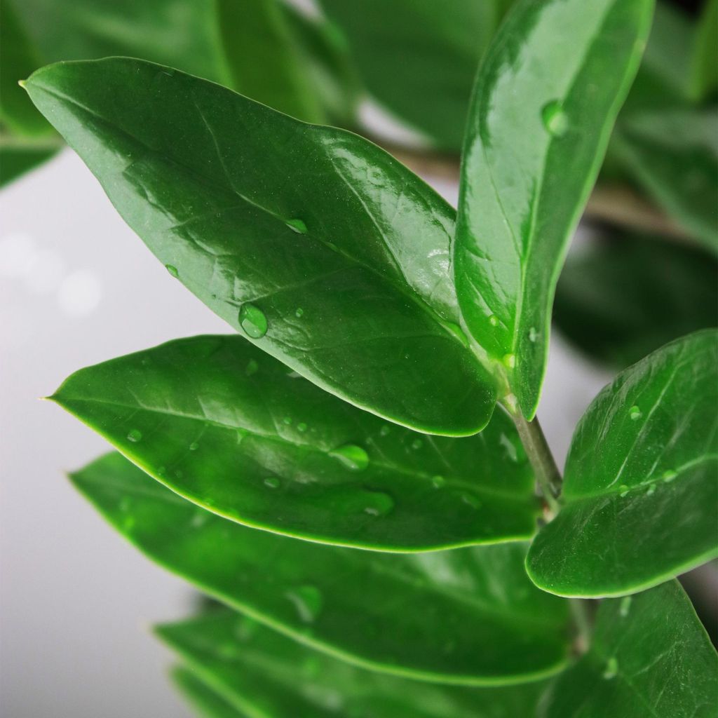 Green boutiQ - Zimmerpflanze - Glücksfeder - Zamioculcas Zamiifolia - Grün - Pflegeleicht - 1 Pflanze - mit Potter Grau - Topf 21cm - Höhe 80 - ...