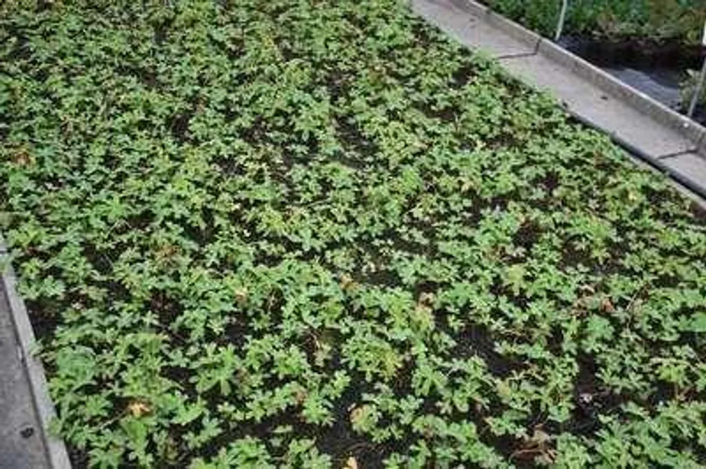 Astrantia Shaggy Margery Fish - Fleurs blanches et vertes - Pack de 6