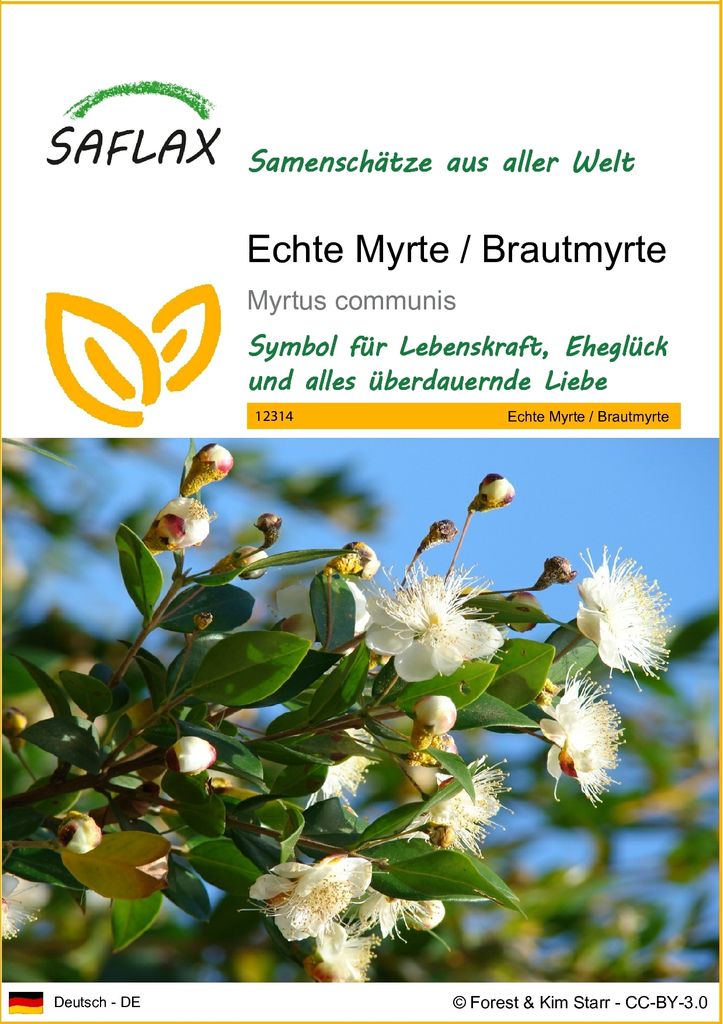 SAFLAX - Echte Myrte / Brautmyrte - Myrtus communis - 30 Produktbild 